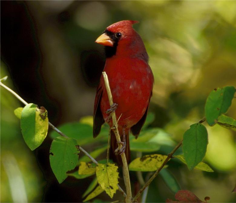 Free stock image of Cardinal created by Pixabay