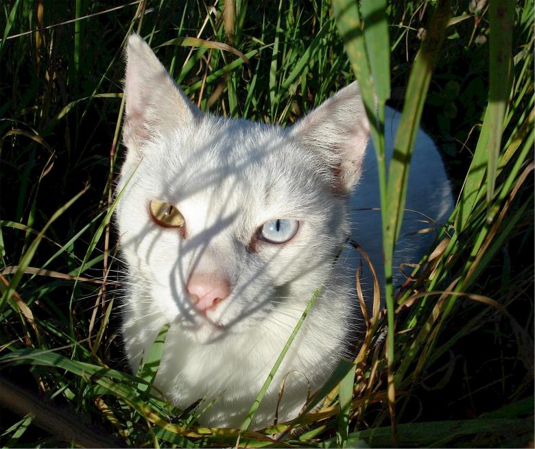 Free stock image of White Cat created by Pixabay