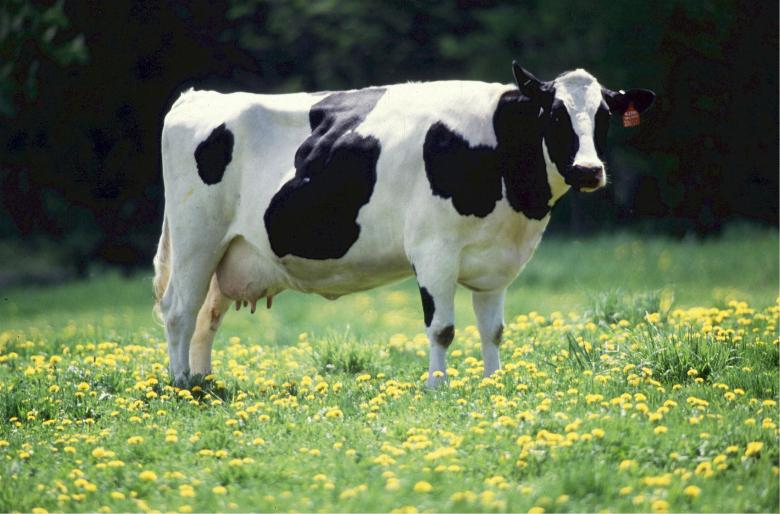 Free stock image of Cow Feeding created by Pixabay