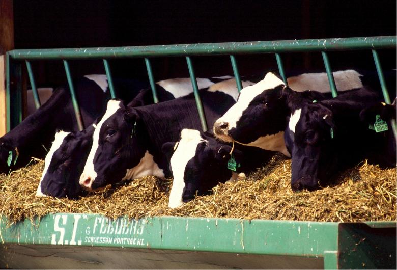 Free stock image of Cows in the Farm created by Pixabay