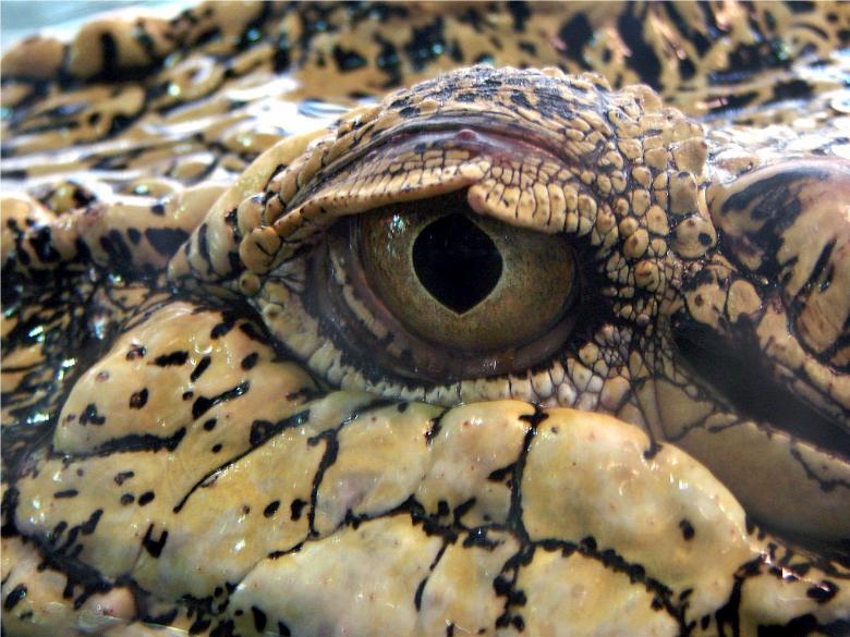 Free stock image of Crocodile Eye created by Pixabay