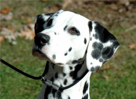 Free Stock Photo of Dalmation