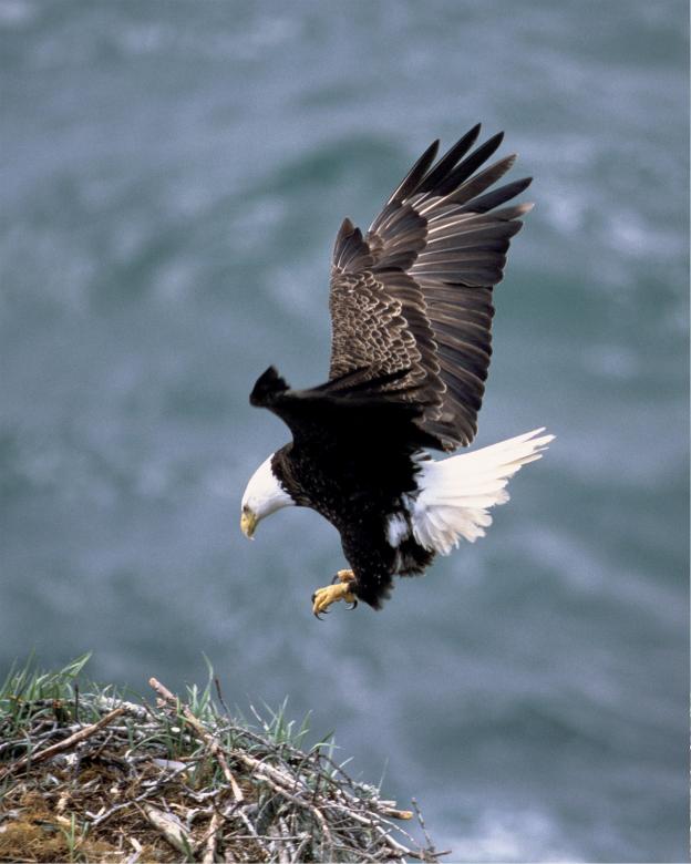 Free stock image of Eagle Landing created by Pixabay