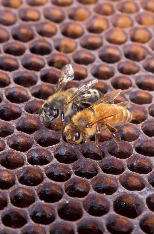 Free stock image of Honey Bees created by Pixabay