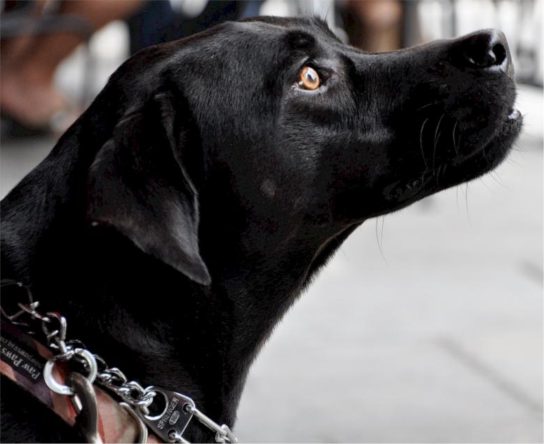 Free stock image of Labrador created by Pixabay