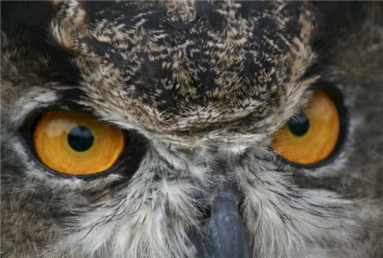 Free stock image of Owl Closeup created by Pixabay