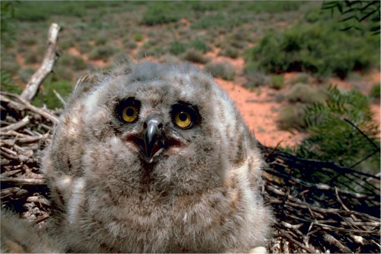 Free stock image of Owl created by Pixabay
