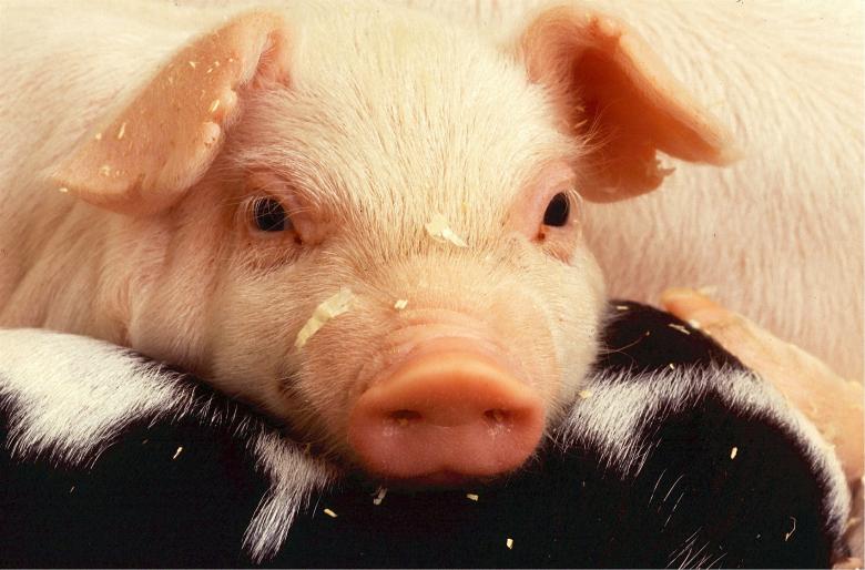 Free stock image of Piglet created by Pixabay