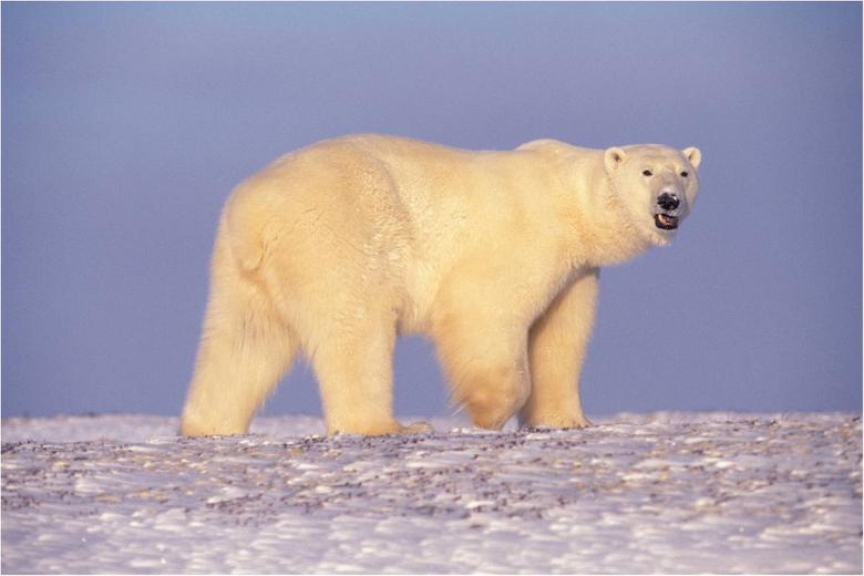 Free stock image of Polar Bear created by Pixabay