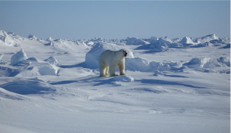 Free stock image of Polar Bear created by Pixabay