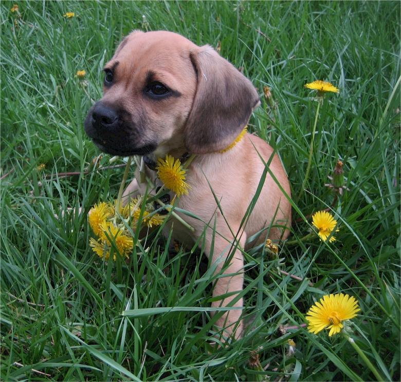 Free stock image of Cute Puppy created by Pixabay