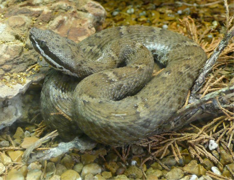 Free stock image of Rattle Snake created by Pixabay