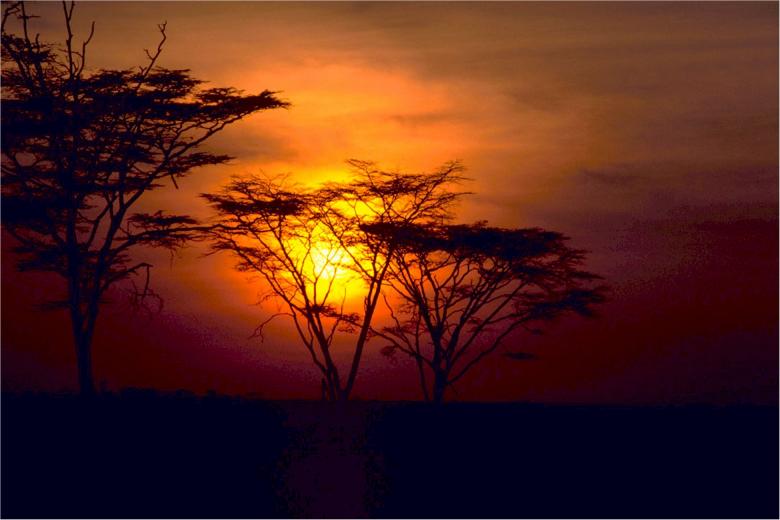Free stock image of Sunset in Savannah created by Pixabay