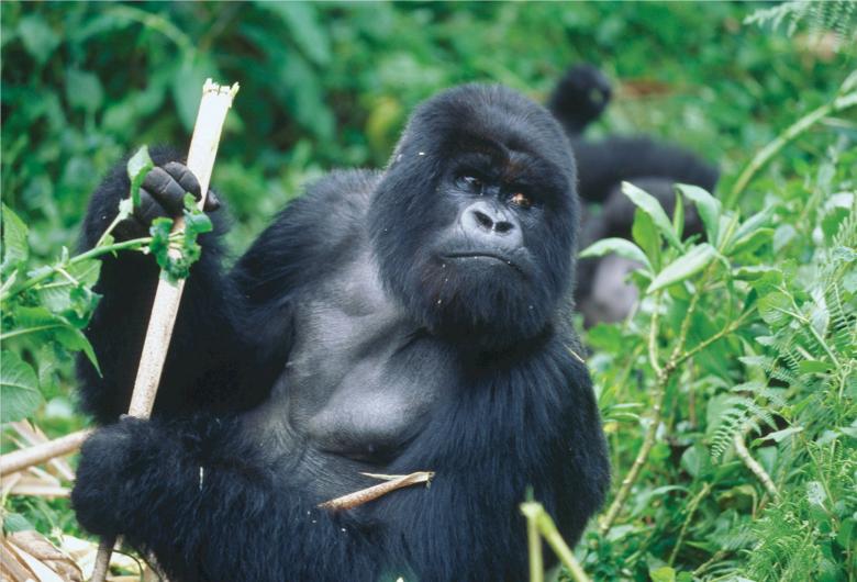 Free stock image of Silverback Gorilla created by Pixabay