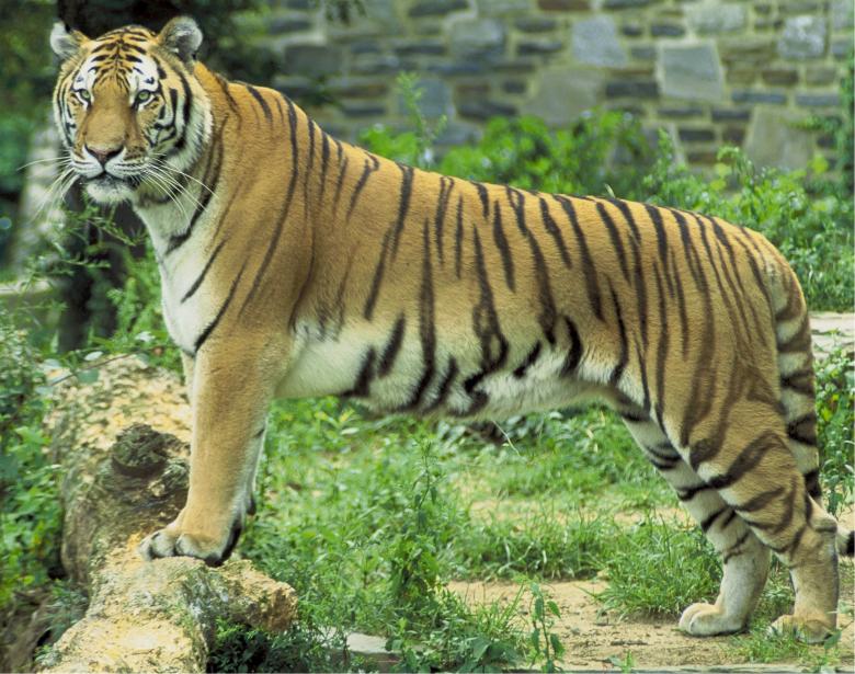 Free stock image of Bengal Tiger created by Pixabay