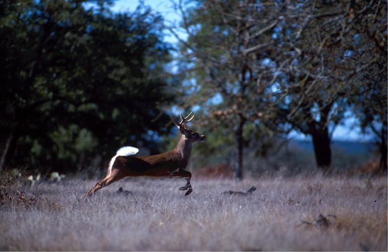 Free stock image of White Tailed Deer created by Pixabay