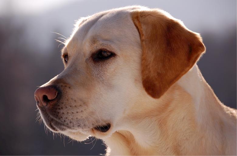 Free stock image of Pet created by Pixabay