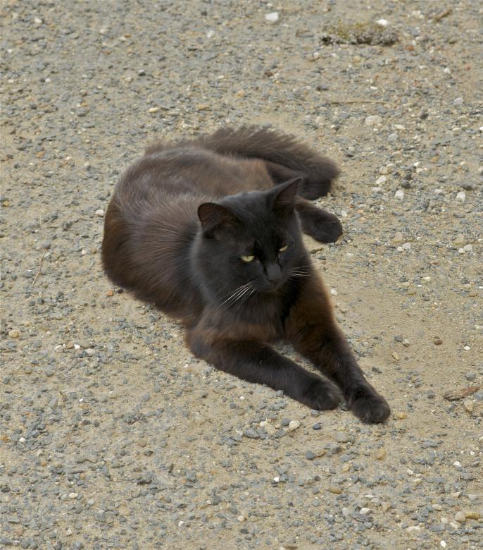 Free stock image of Black Cat created by Pixabay