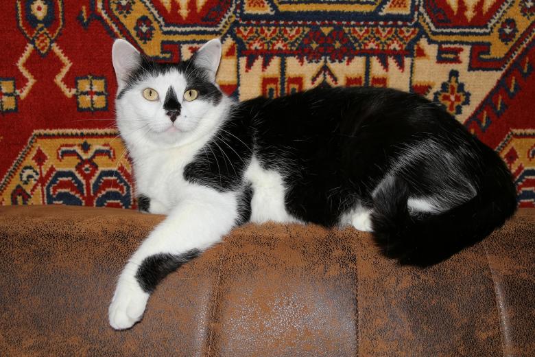 Free stock image of Pet created by Pixabay