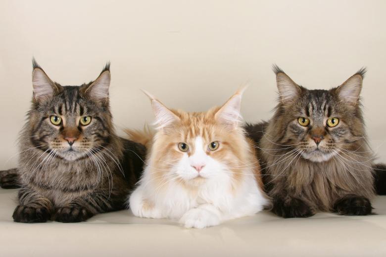Free stock image of Cats Together created by Pixabay