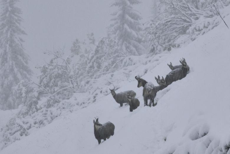Free stock image of Chamois in Winter created by Pixabay