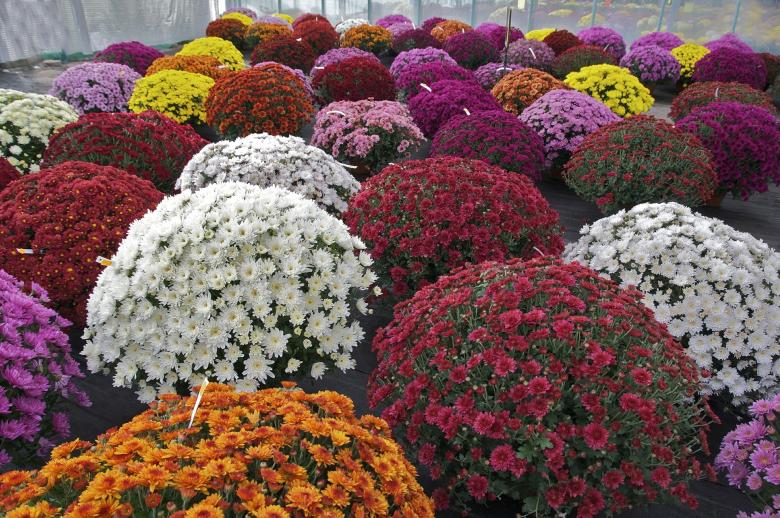 Free stock image of Chrysanthemums created by Pixabay