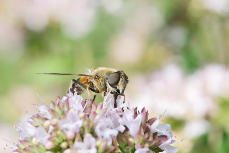 Free stock image of Drone Fly on the Flowers created by Pixabay