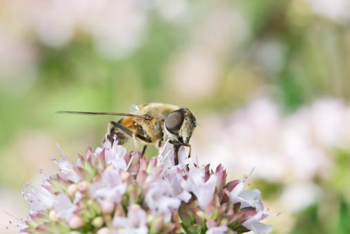 Drone Fly on the Flowers - Free Stock Photo