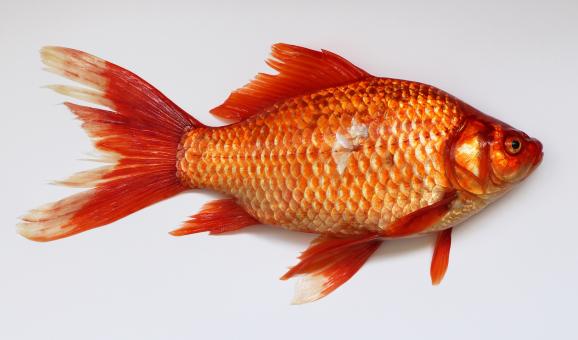 Free Stock Photo of Gold Fish