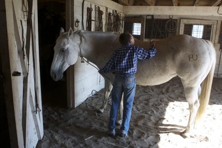 Free stock image of Horse in the Stable created by Pixabay