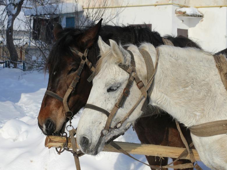 Free stock image of Horse Couple created by Pixabay