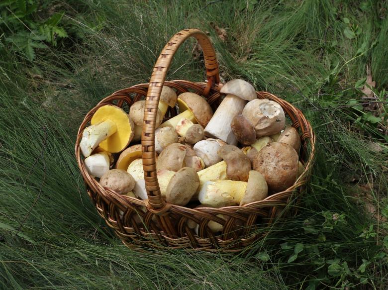 Free stock image of Basket of Mushrooms created by Pixabay