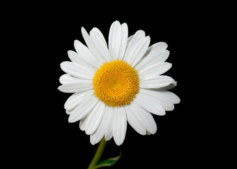 Free stock image of Oxeye Daisy created by Pixabay