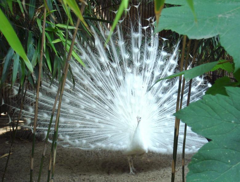 Free stock image of White Peacock created by Pixabay