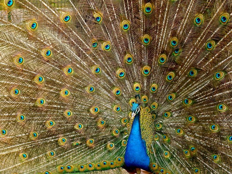 Free stock image of Colors of Nature created by Pixabay