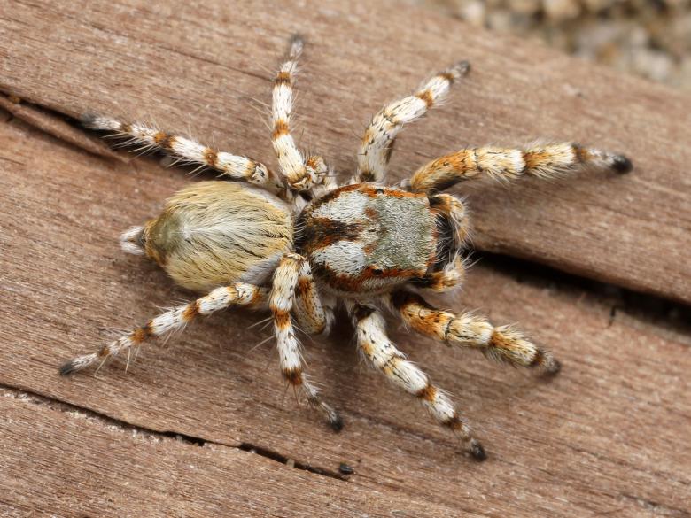 Free stock image of Hairy Spider created by Pixabay