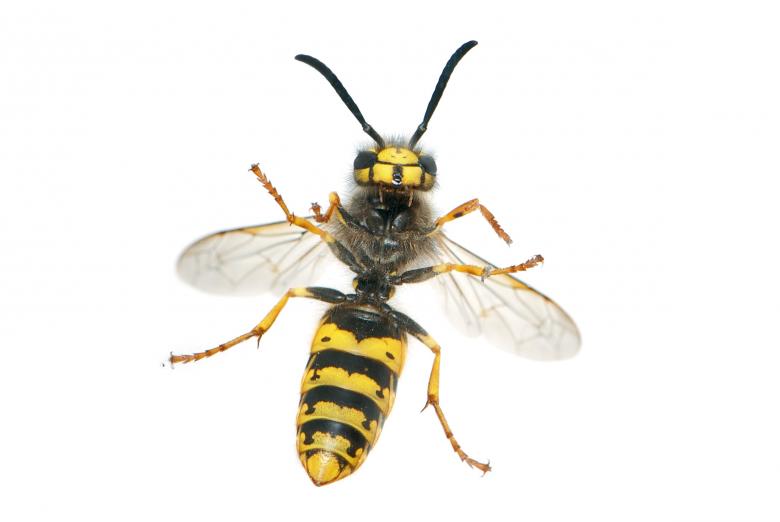 Free stock image of Wasp created by Pixabay