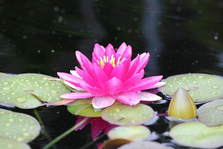 Free stock image of Water Lily created by Pixabay