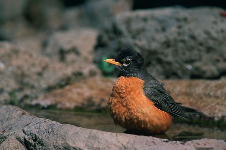 Free stock image of American Robin created by Pixabay