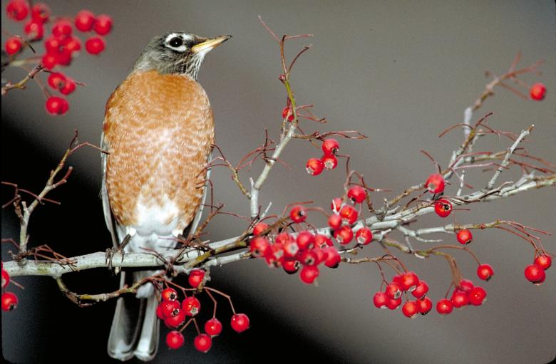 Free stock image of American Robin created by Pixabay