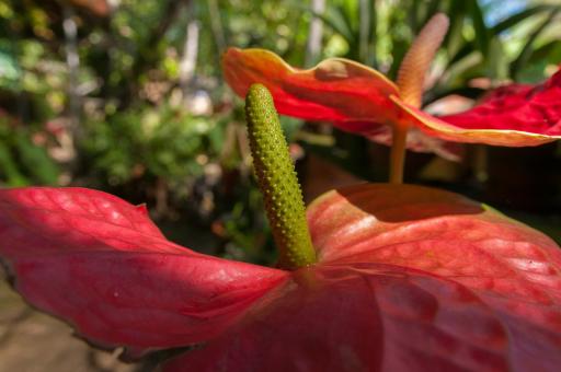 Free Stock Photo of Anthurium Crassinervium