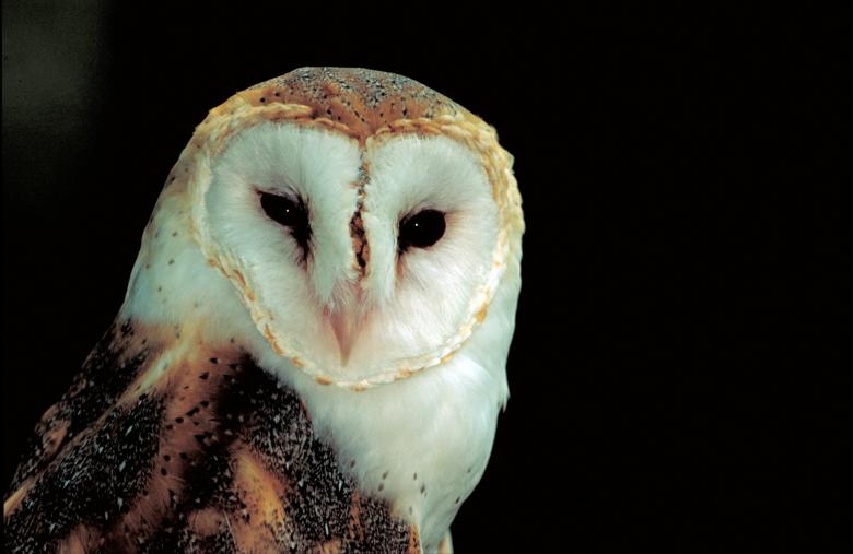 Free stock image of Barn Owl created by Pixabay