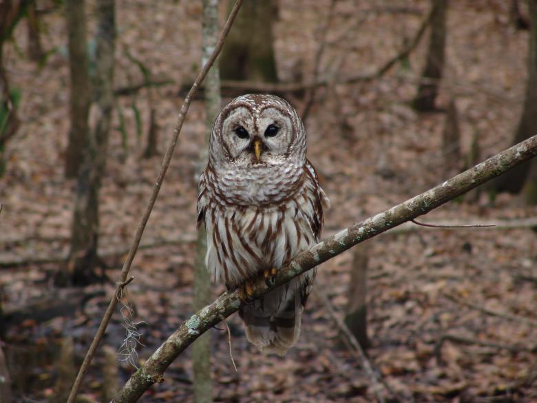 Free stock image of Barred Owl created by Pixabay