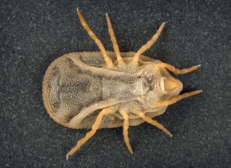 Free stock image of Bat Tick created by Pixabay
