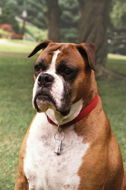 Free stock image of Boxer created by Pixabay