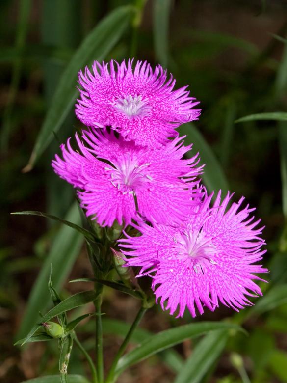 Free stock image of Carnation Flower created by Pixabay