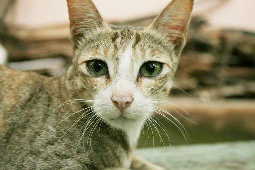 Free Stock Photo of Pet Cat