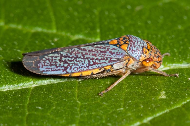 Free stock image of Cicada on the Plant created by Pixabay