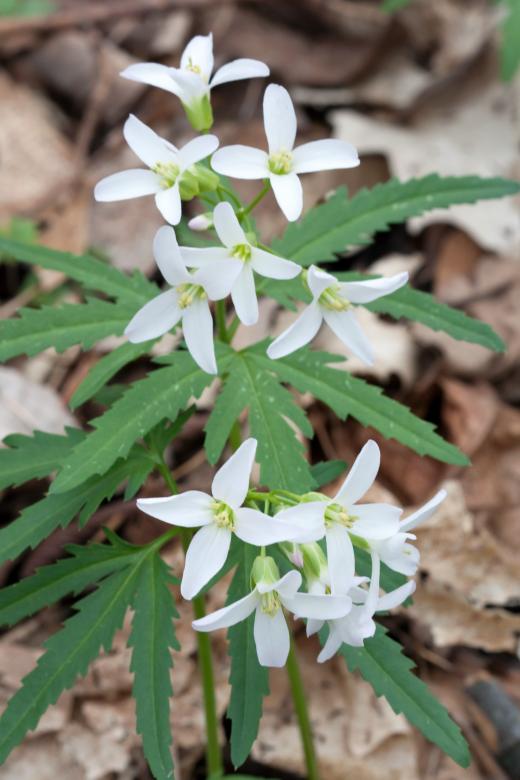 Free stock image of Cutleaf Toothwort created by Pixabay