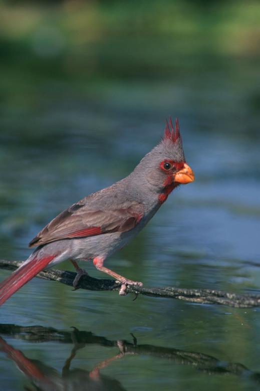 Free stock image of Dessert Cardinal created by Pixabay